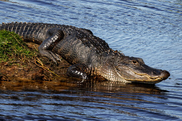 Large gator sunning on a bank
