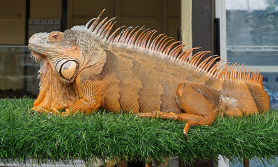 A vibrant orange iguana resting on grass