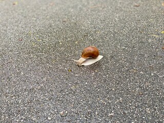 The snail is in no hurry.
