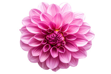 Fototapeta premium Beautiful pink dahlia flower blossom isolated on bloom plant macro image on transparent background