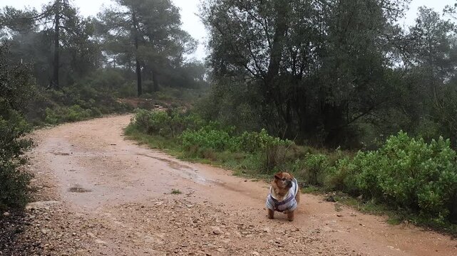 Perrita de 12 a&ntilde;os corre a su ritmo jugando con una piedra en su paseo diario