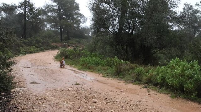Viejo perro caminando en el bosque despues de la ll&uacute;via, Alcoy, Espa&ntilde;a