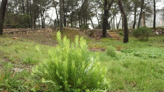Arbusto Torvisco Daphne gnidium mecido por el viento en el paraje natural San Antonio de Alcoy, Espa&ntilde;a