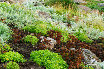 Diverse garden with variety of plants and shrubs, featuring rich greenery and colorful foliage, interspersed with rocks for a natural, rustic aesthetic. Zaryadye Park near Red square in Moscow
