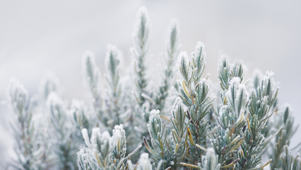 Frozen and Foggy Rosemary (Salvia Rosmarinus)