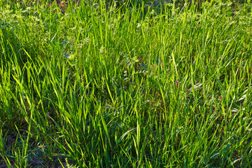 Green Grass Field