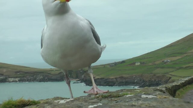 A seagull at Dunmore Head with the Blasket Islands and the sleeping giant in the background, County Kerry, Irland