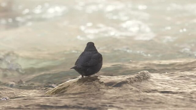 An American Dipper bobs up and down as it watches the water of the Virgin River in Zion NP, Ut. USA slip past, splashing and curling over rocks just below the surface, then scratches and dives in. 