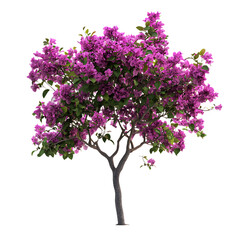 Obraz premium Beautiful pink bougainvillea tree isolated on bush plant bloom image asset on transparent background