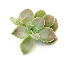 Succulent Plant Isolated with a white background