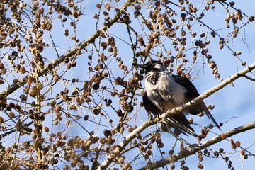 Common bird Corvus cornix aka hooded crow is perched on the tree.