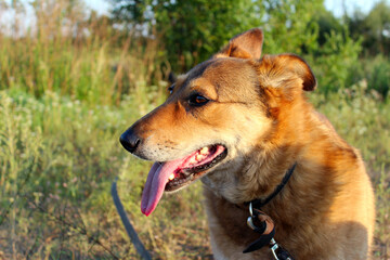 Sunlit afternoon walk with a playful dog in a grassy field surrounded by trees