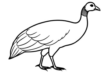 guineafowl silhouette line art vector illustration with a white background