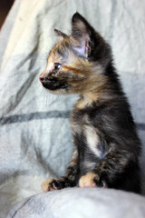 Playful tortoiseshell kitten exploring a cozy space in soft natural light on a comfortable fabric background