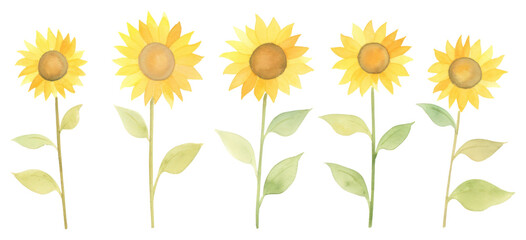 PNG Sunflowers as divider watercolor blossom plant leaf.