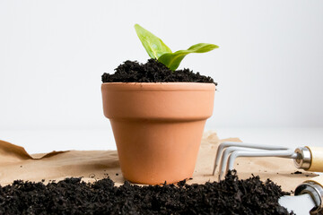Small green plant in terracotta pot with soil and garden tool on white background