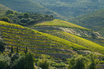 Fototapeta premium Wineyards Douro Valley Portugal