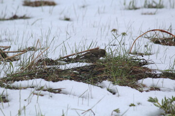 female chaffinch foraging during a snowfall in mid-May