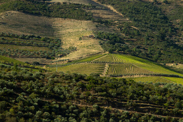 Wineyards Douro Valley Portugal