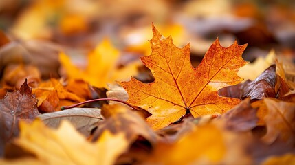 Autumn leaves, brown and crisp, against a backdrop of autumn's hues.
