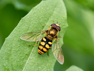 Hoverfly fly on a green plant. Eupeodes corollae