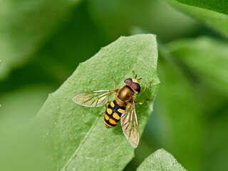Hoverfly fly on a green plant. Eupeodes corollae