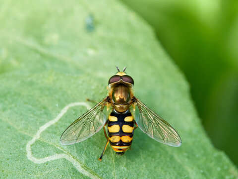 Hoverfly fly on a green plant. Eupeodes corollae