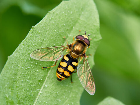 Hoverfly fly on a green plant. Eupeodes corollae