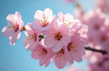 Obraz premium Delicate pink sakura blossoms bloom against blue sky backdrop. Vibrant cherry flowers embody spring freshness, floral beauty, serenity. Rich petals create peaceful, colourful scene for botanical