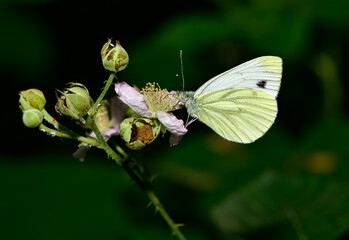 wildlife photos. photos of butterflies in natural areas.
