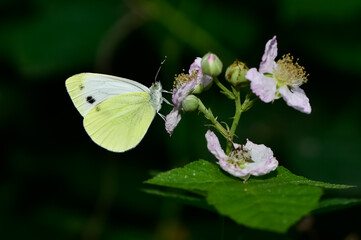 wildlife photos. photos of butterflies in natural areas.