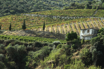 Wineyards Douro Valley Portugal