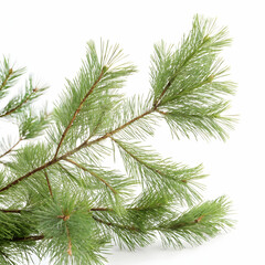 Fototapeta premium Christmas decor on the white surface.