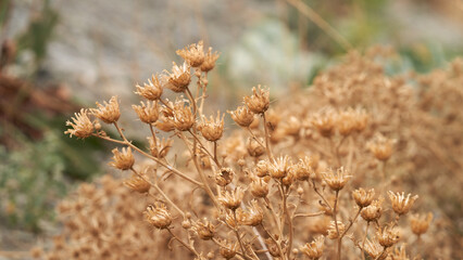 Brown dried flowers on blurred natural background. Copy space.