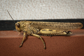 The Egyptian grasshopper or Egyptian locust. Brown grasshopper