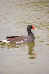 Fototapeta premium Photo of a red-fronted gallinule