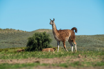Guanacos in Pampas grass environment, La Pampa, Patagonia, Argentina.