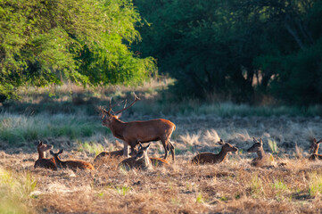 Red deer, Male roaring in La Pampa, Argentina, Parque Luro, Nature Reserve