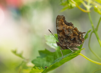 photos of butterflies from wildlife and nature