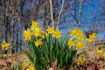 Obraz premium Daffodils at ground level view