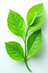 Fresh green leaves on a plain white surface isolated, nature, closeup, detail