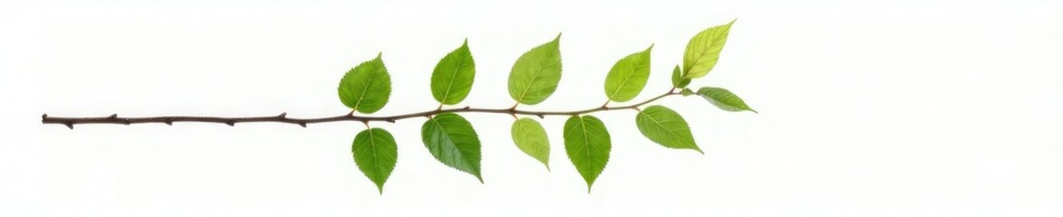 Single branch with leaves isolated on white background, natural, stem