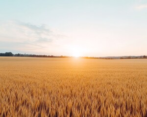 Obraz premium Golden Wheat Field at Sunset