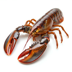 Fresh Massachusetts Lobster: Sustainable Seafood Delicacy with Red Shell and Claw for Fine Dining