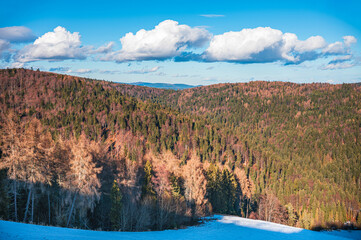 winter forest on a clear sunny day