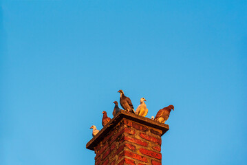 a flock of pigeons sits on the chimney