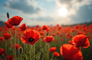 Obraz premium Red poppy flowers field under sky. Remembrance, Memorial armistice Day, Anzac day banner background. Remember for historic war memory. Sunny meadow with poppy flowers.