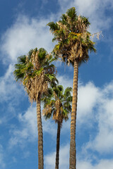 Three tall green palm trees against blue sky with clouds in Spain