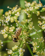 Macro photography of an unique hoverfly feeding on the flowers of a parsley plant, in a far near the colonial town of Villa de Leyva in central Colombia.