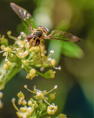 Macro photography of an unique hoverfly feeding on the flowers of a parsley plant, in a far near the colonial town of Villa de Leyva in central Colombia.